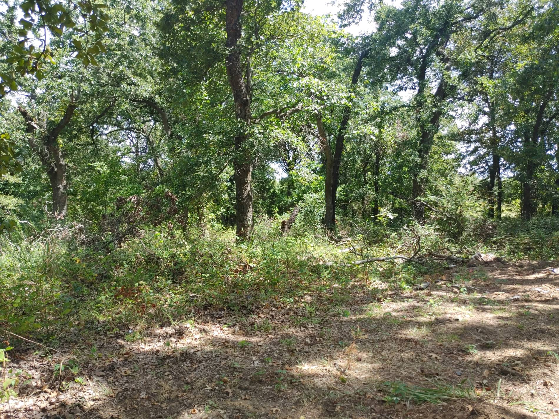 Overgrown brush and trees.