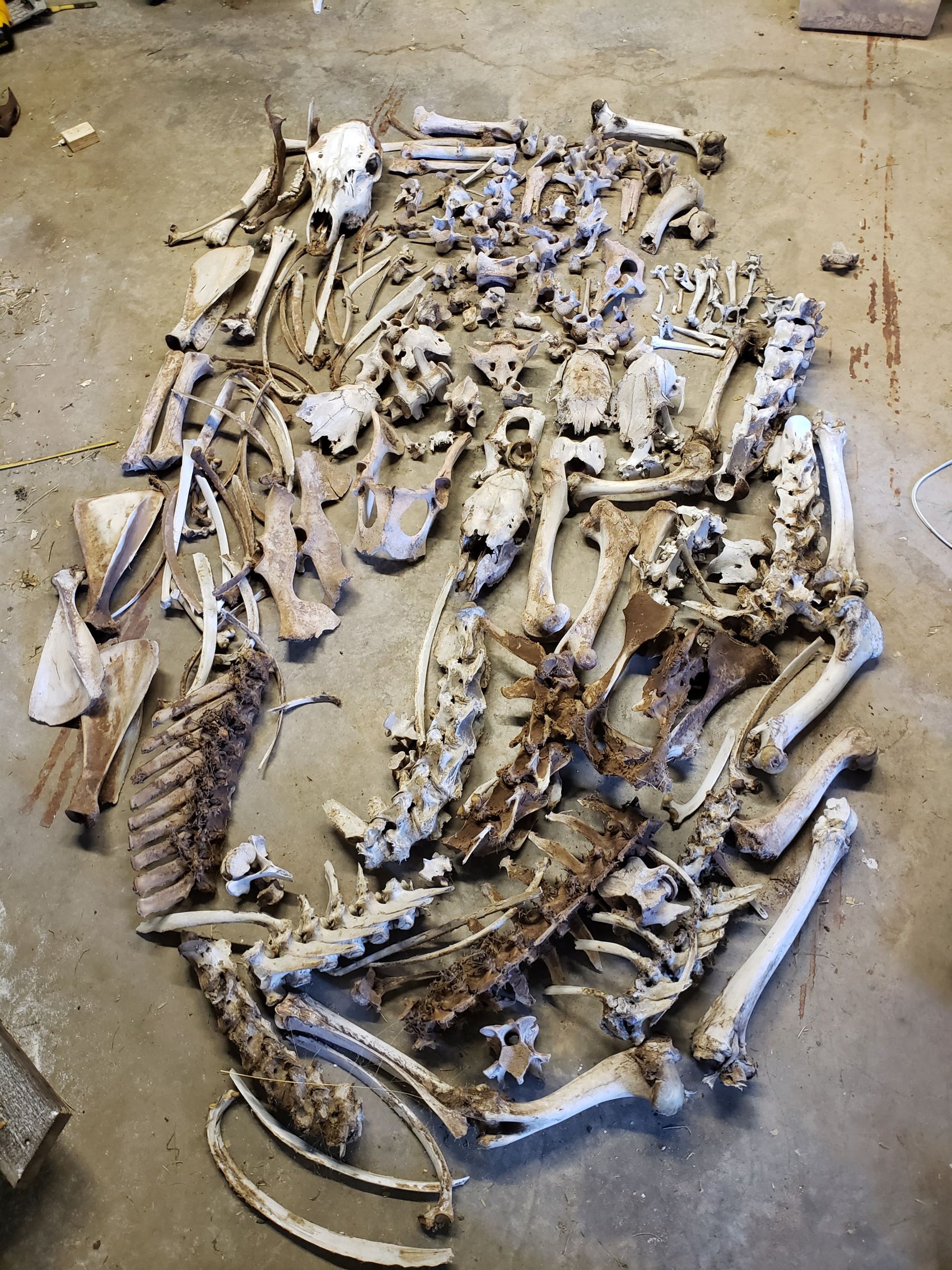 Random Animal Bones we found