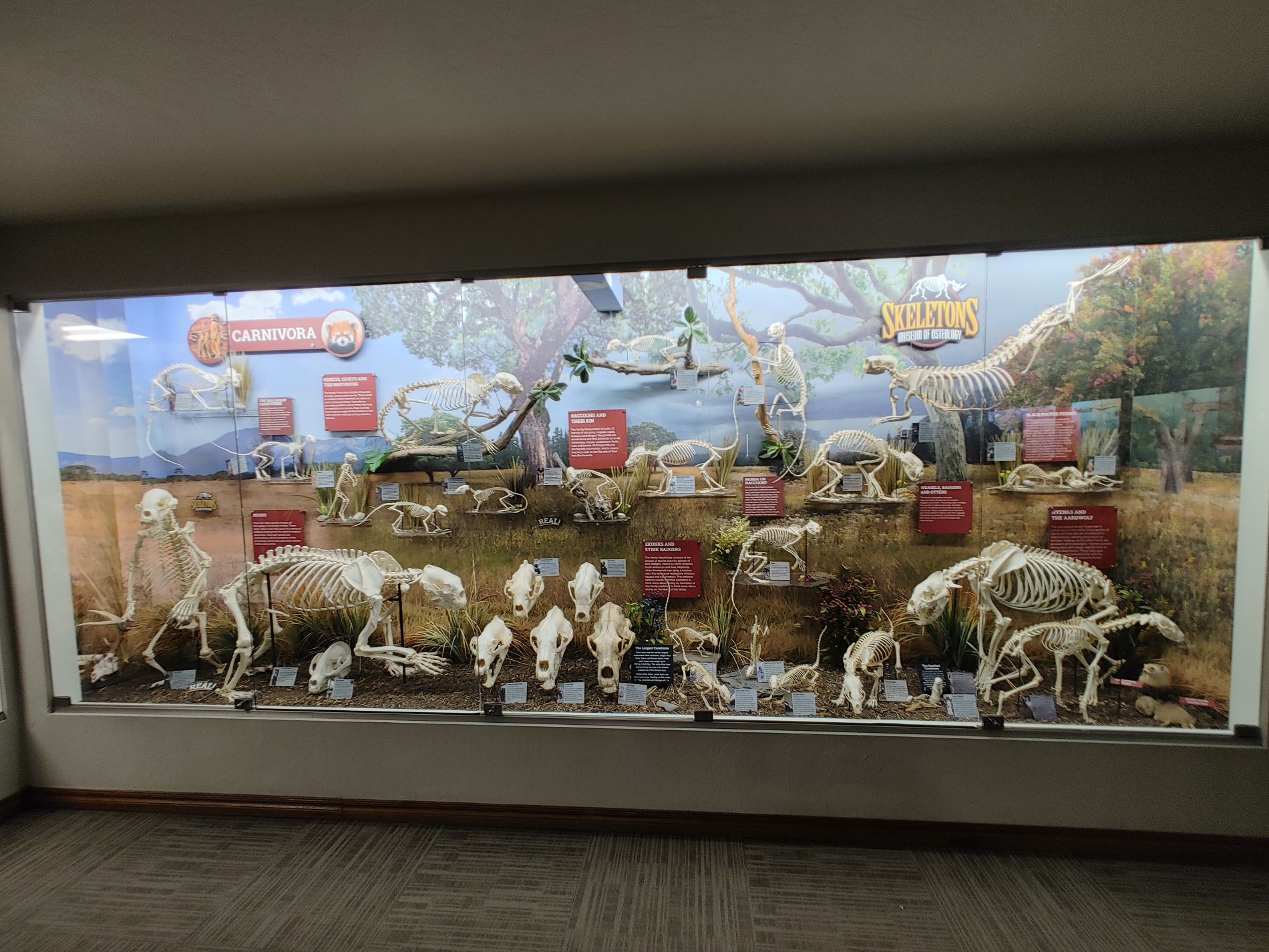 A display at the Osteology Museum in Oklahoma City