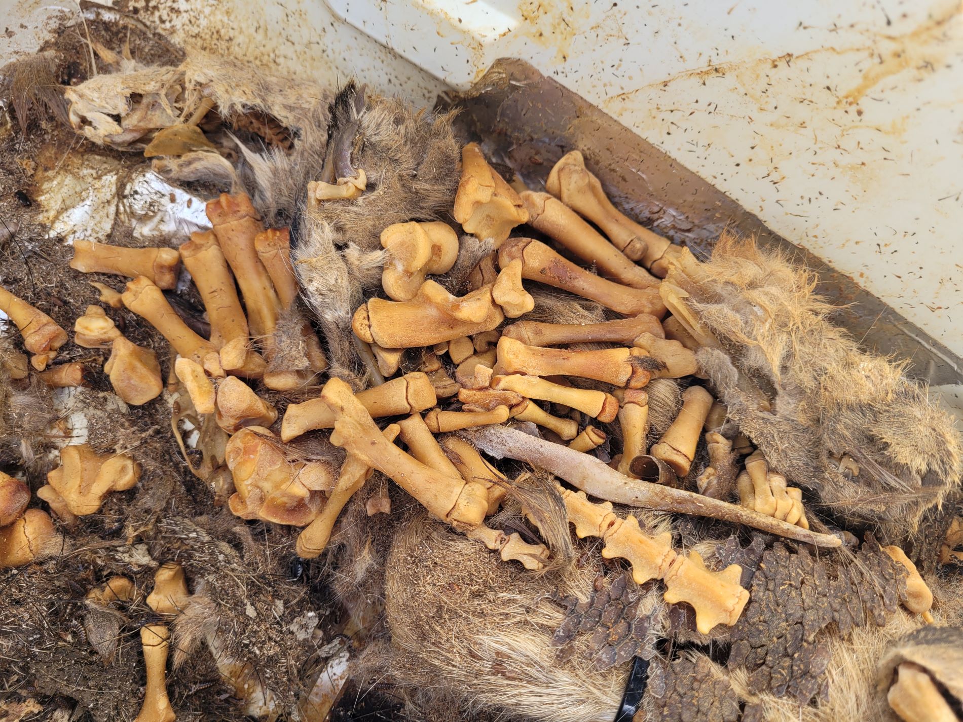 Animal Bones being cleaned by Dermestid Beetles here on Maggie Rose Farms