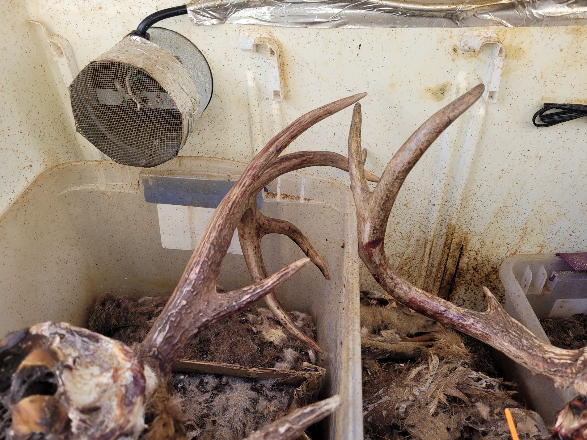 Deer Skulls being cleaned by Dermestid beetles at Maggie Rose Farms