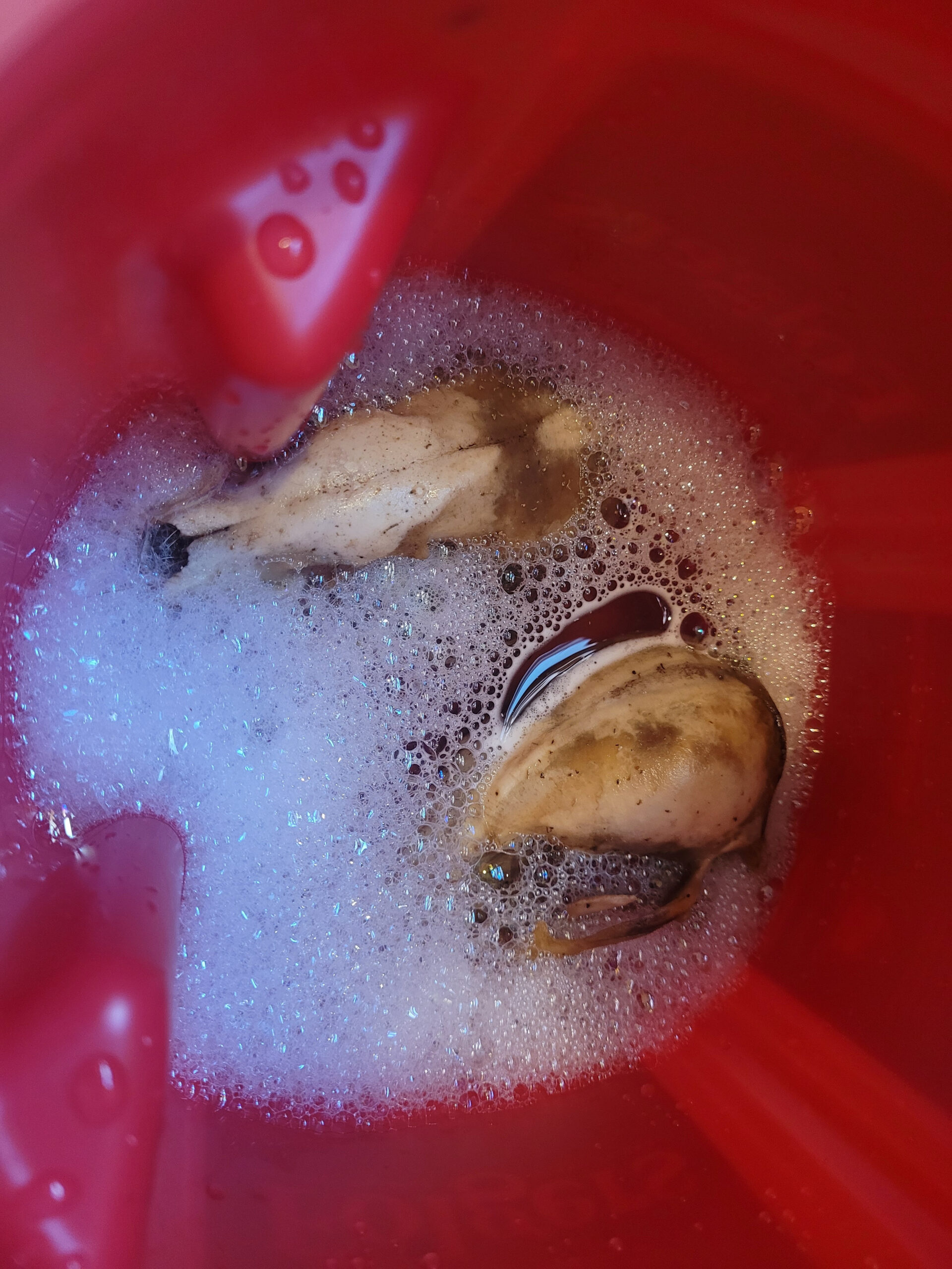 Bobcat & Raccoon skull in the beginning degreasing process