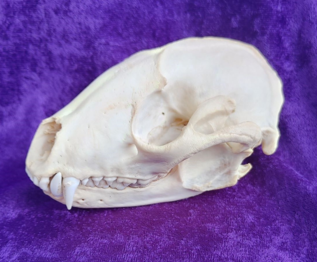 Cleaned & Whitened Large Male Raccoon Skull