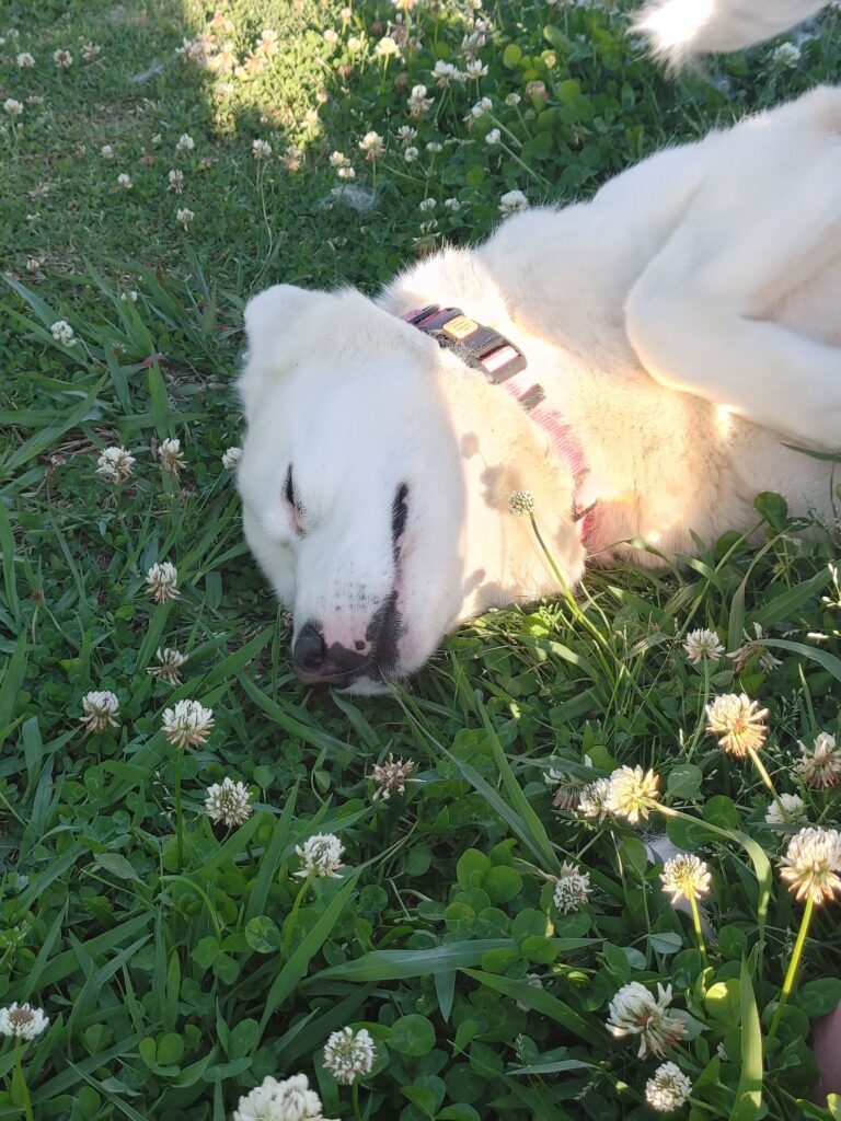 Our dog Sasha in the grass