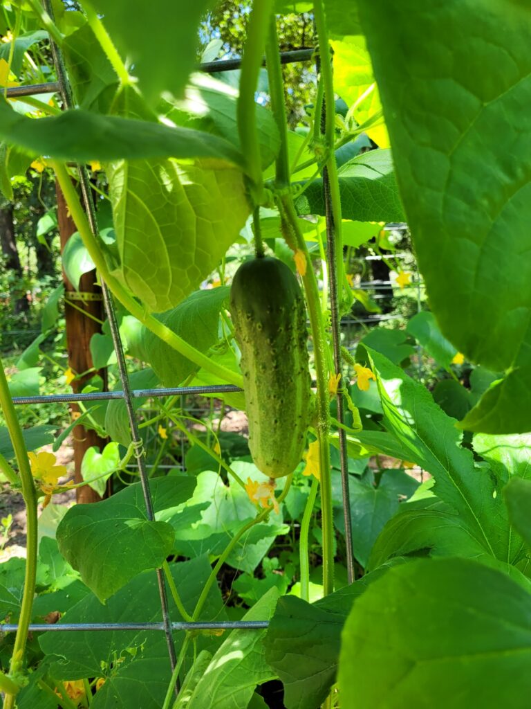 A cucumber growing in our garden