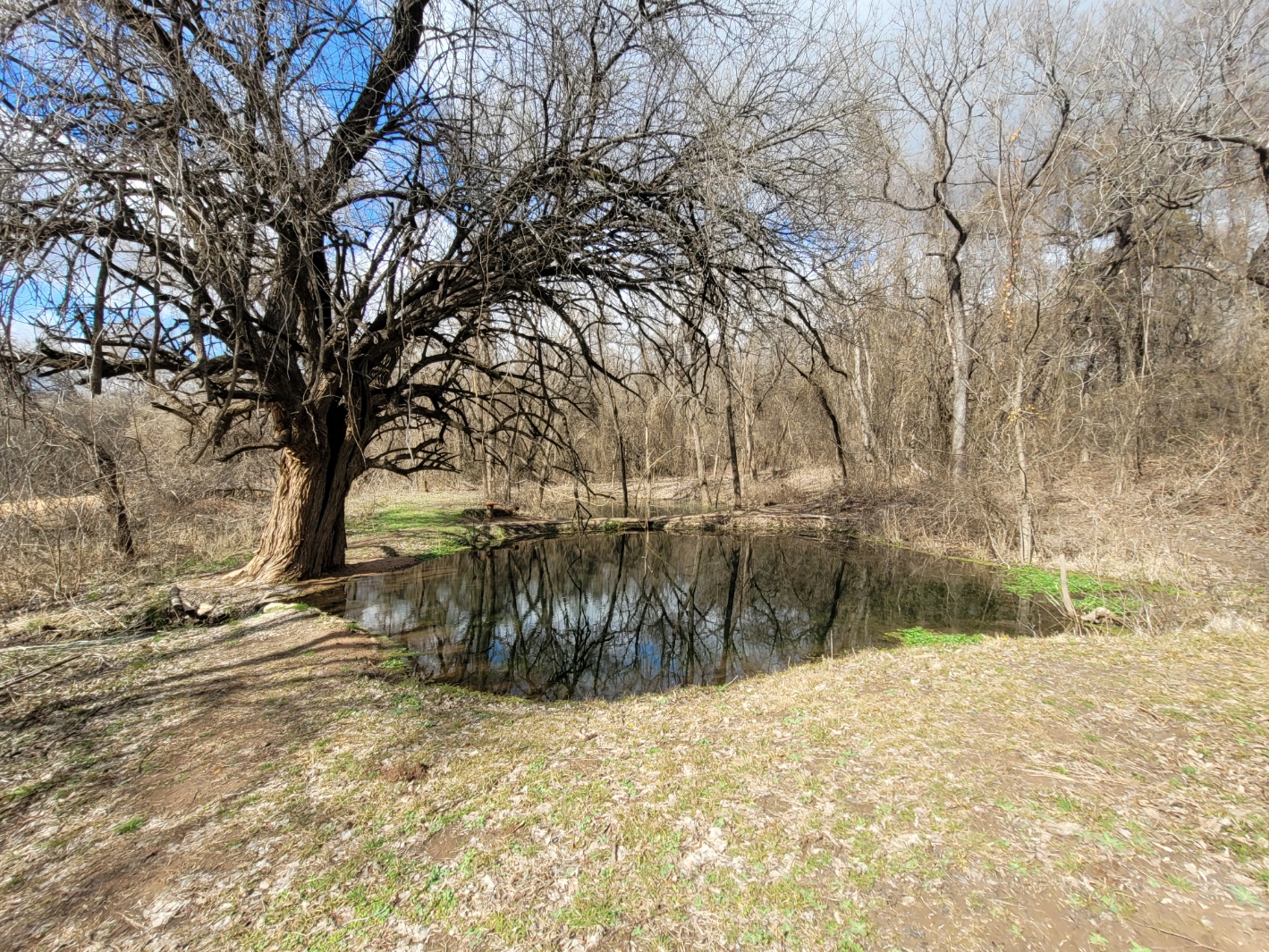 Oak tree over looking the Brown Springs Lagoon