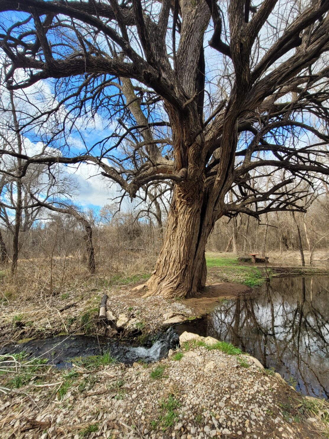 An Oak tree with a small waterfall located at the Brown Springs Lagoon