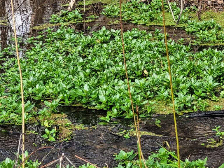 Plant life thriving in the Natural Brown Springs located in Oklahoma