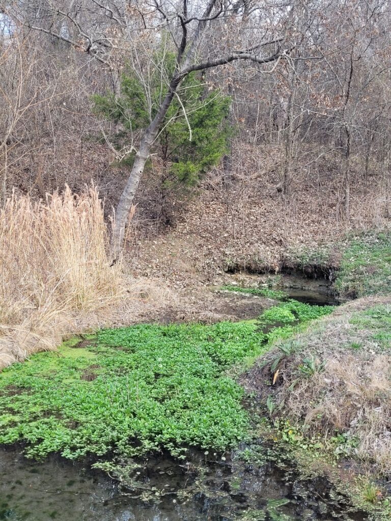 Plant life thriving in the Natural Brown Springs, Oklahoma