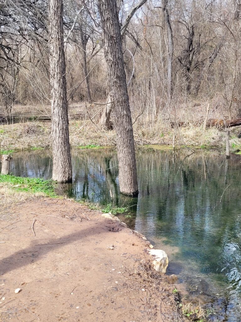 Two trees growing inside the lagoon at Brown Springs Cemetery located in Oklahoma