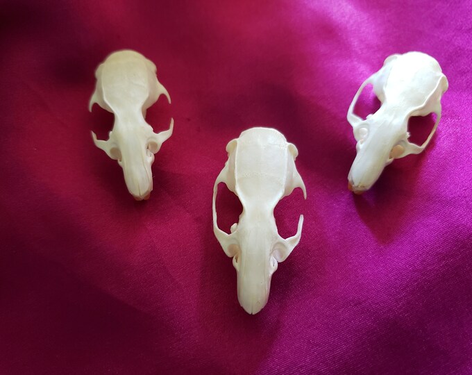 Rat skulls for sale in our Etsy shop