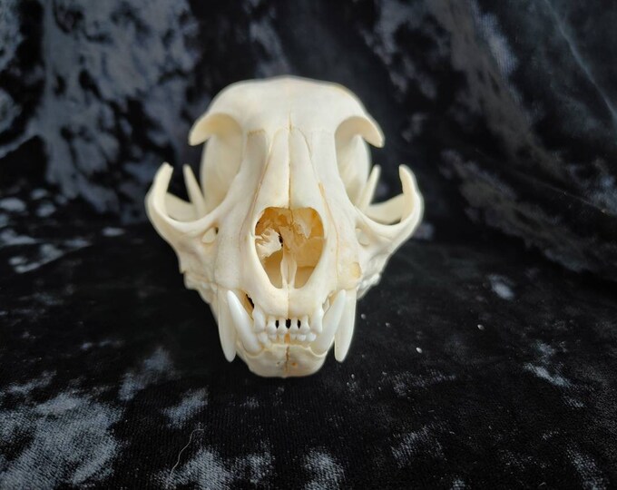 Bobcat skull we sold in our Etsy shop