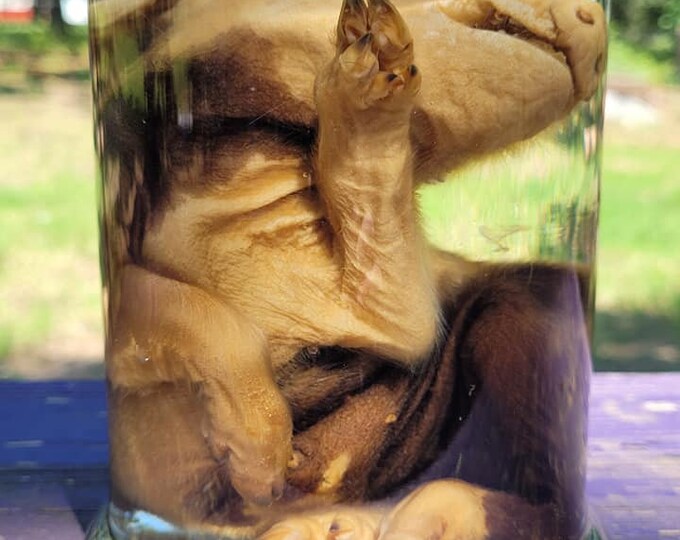 A deformed pig wet specimen we sold in our Etsy shop